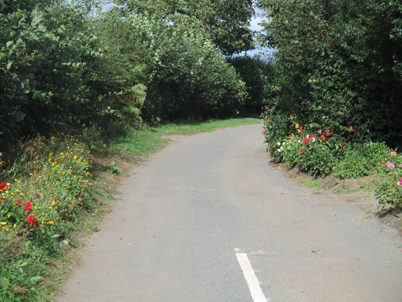 lane flowers